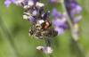 Synema globosum
